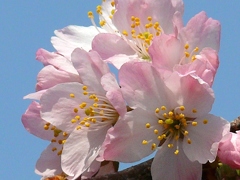 春めき桜 
