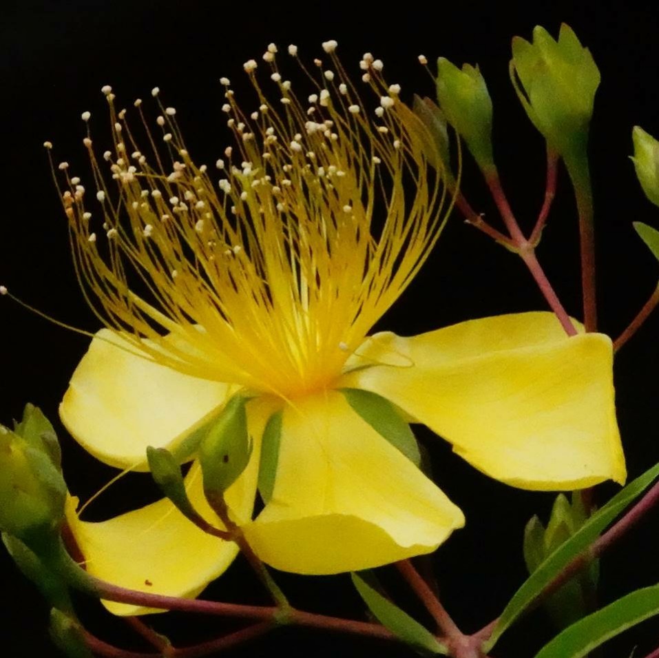 未央柳、美容柳［弟切草科］