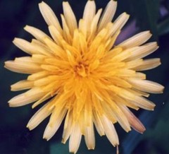 豚菜、蒲公英擬き［菊科］