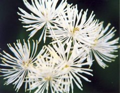 落葉松草、唐松草［金鳳花科］