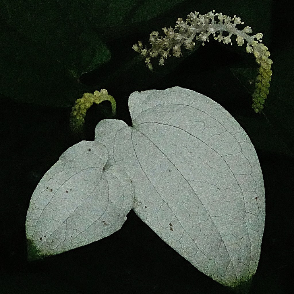半夏生、半化粧、片白草［毒痛み科］