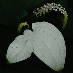 半夏生、半化粧、片白草［毒痛み科］
