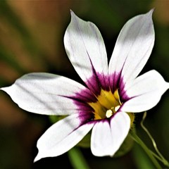 庭石菖、南京文目［文目科］