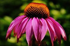紫馬簾菊、エキナセア、パープル・コーンフラワー［菊科］