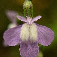 松葉海蘭［大葉子科］