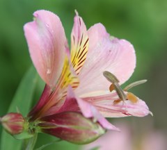 百合水仙、アルストロメリア［百合水仙科］