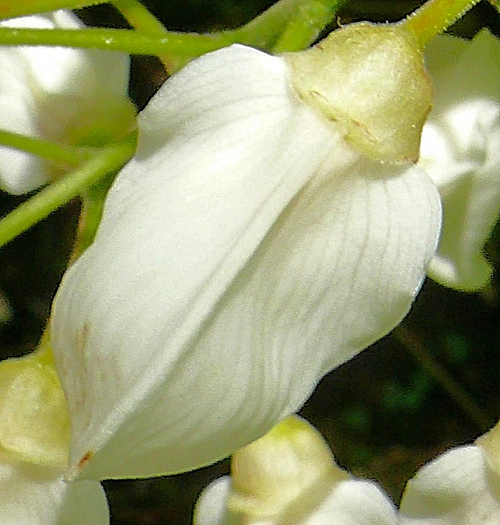 白花山藤［豆科］