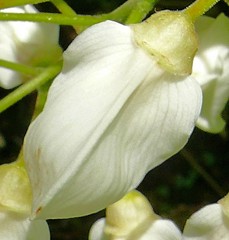 白花山藤［豆科］