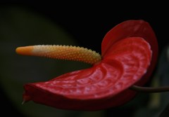 大紅団扇、アンスリウム［里芋科］