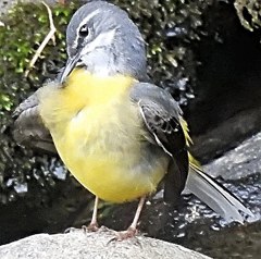 黄鶺鴒