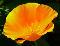 花菱草、カリフォルニアポピー［芥子科］