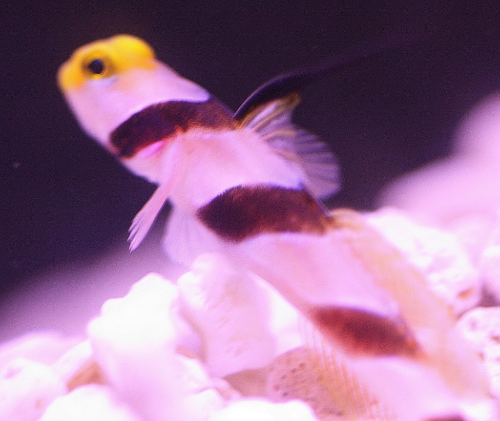 ヒレナガネジリンボウ
