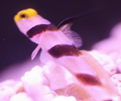 ヒレナガネジリンボウ