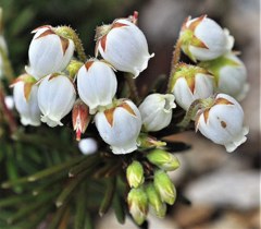 蝦夷栂桜［躑躅科］