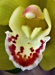 シンビジウム［蘭科］