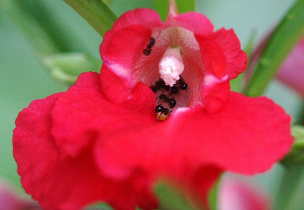 鳳仙花、爪紅(ツマベニ、ツマクレナイ)［釣船草科］