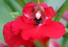 鳳仙花、爪紅(ツマベニ、ツマクレナイ)［釣船草科］