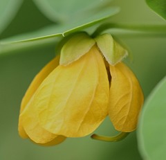 胡草、恵比須草、夷草、決明［豆科］