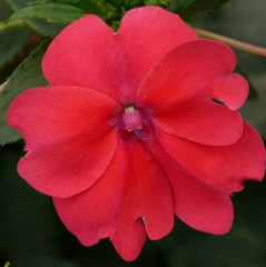 ニューギニア・インパチェンス［釣船草科］