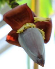 バナナ、甘蕉、実芭蕉［芭蕉科］
