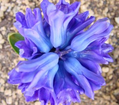 風信子、飛信子［雉隠科］