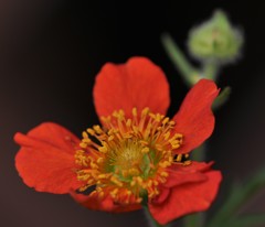 紅花大根草、西洋大根草［薔薇科］