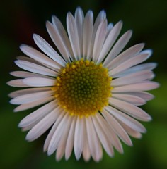 源平小菊、ぺらぺら嫁菜、無休菊［菊科］