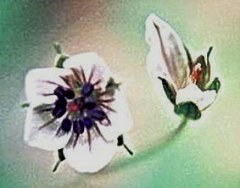 現の証拠、神輿草［風露草科］