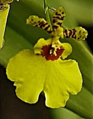 雀蘭、オンシジウム［蘭科］