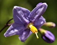 蔓花茄子、山保呂志［茄子科］