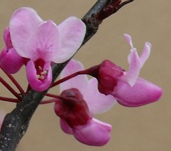 亜米利加花蘇芳(アメリカハナズオウ)［豆科］