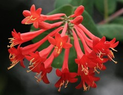 突抜忍冬［吸葛科］