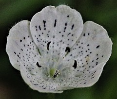 ネモフィラ・スノーストーム［紫科］