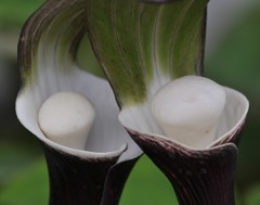 雪餅草［里芋科］