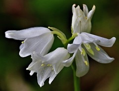 釣鐘水仙、スパニッシュ・ブルーベル、シラー・カンパニュラータ［雉隠科］