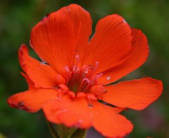 岩菲、岩菲仙翁［撫子科］