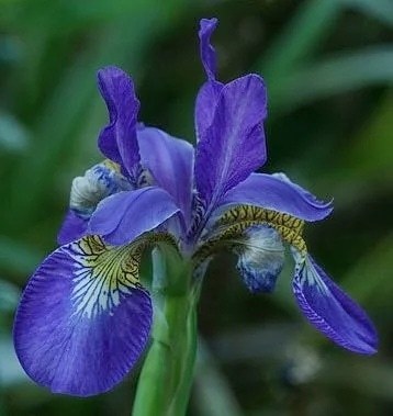 菖蒲、文目、綾目［文目科］