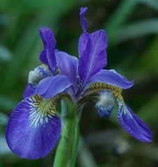 菖蒲、文目、綾目［文目科］