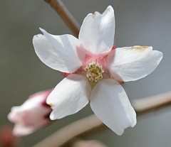 奥丁字桜、目白桜［薔薇科］