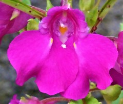 鳳仙花、爪紅(ツマベニ、ツマクレナイ)［釣船草科］