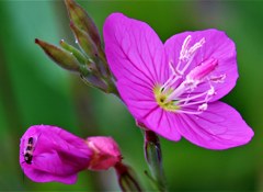 赤花夕化粧［赤花科］