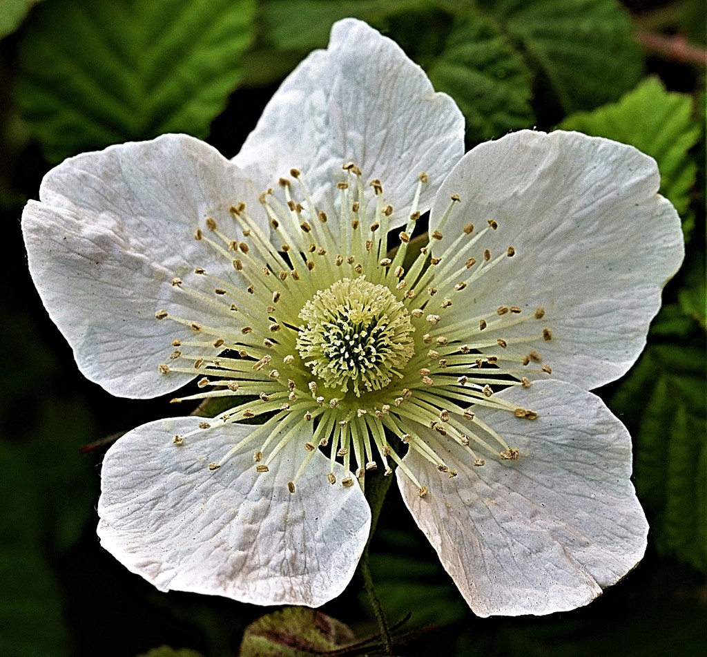 草苺、早稲苺「薔薇科」