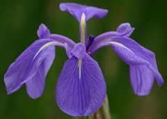 燕子花、杜若(カキツバタ)［文目科］