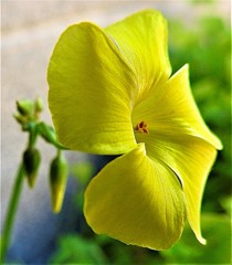 大黄花片喰、大黃花酢漿草［酢漿草科］