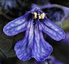 西洋十二単、西洋金瘡小草(セイヨウキランソウ)、アジュガ［紫蘇科］