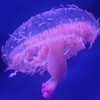 花笠海月