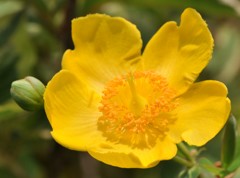 金糸梅［弟切草科］