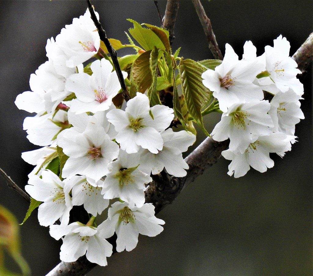 大島桜［薔薇科］