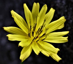 岩苦菜、地縛［菊科］