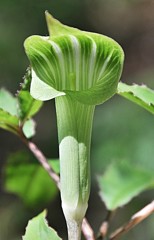 蝮草［里芋科］